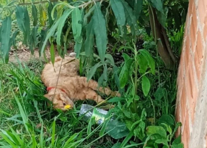 Cinco animais foram encontrados mortos após envenenamento em Capão Bonito