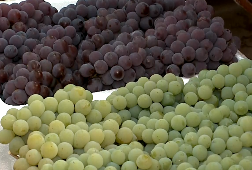 Festa da Uva de Jundiaí celebra tradição, gastronomia e cultura até 8 de fevereiro
