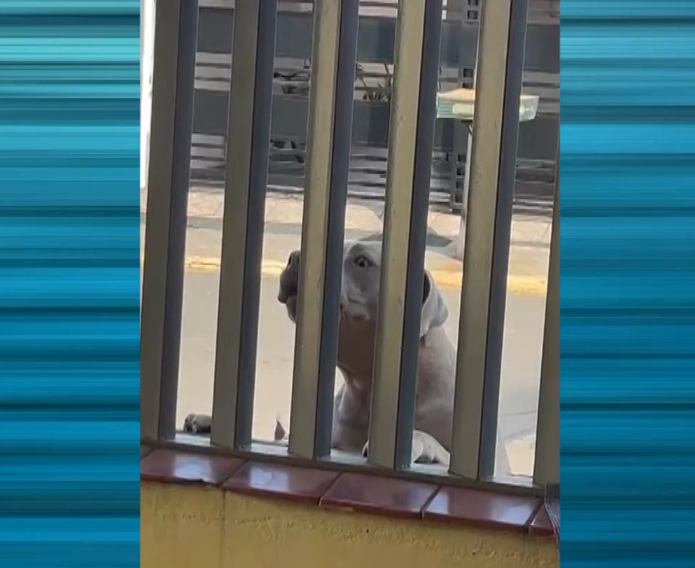 Homem é investigado após pitbulls atacarem pedestres em Cesário Lange
