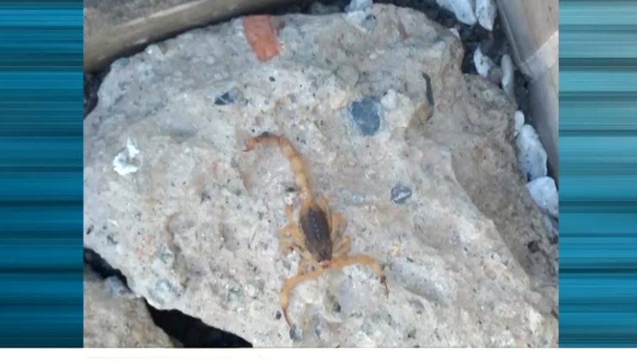 Imagem de escorpi&atilde;o.