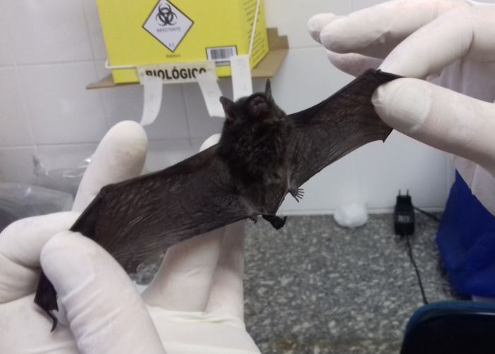 Morcego com raiva