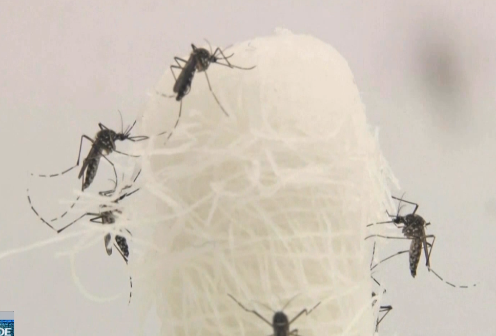 Mosquitos da dengue.