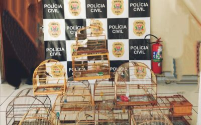 Polícia Civil apreende aves silvestres mantidas irregularmente em residência de Salto