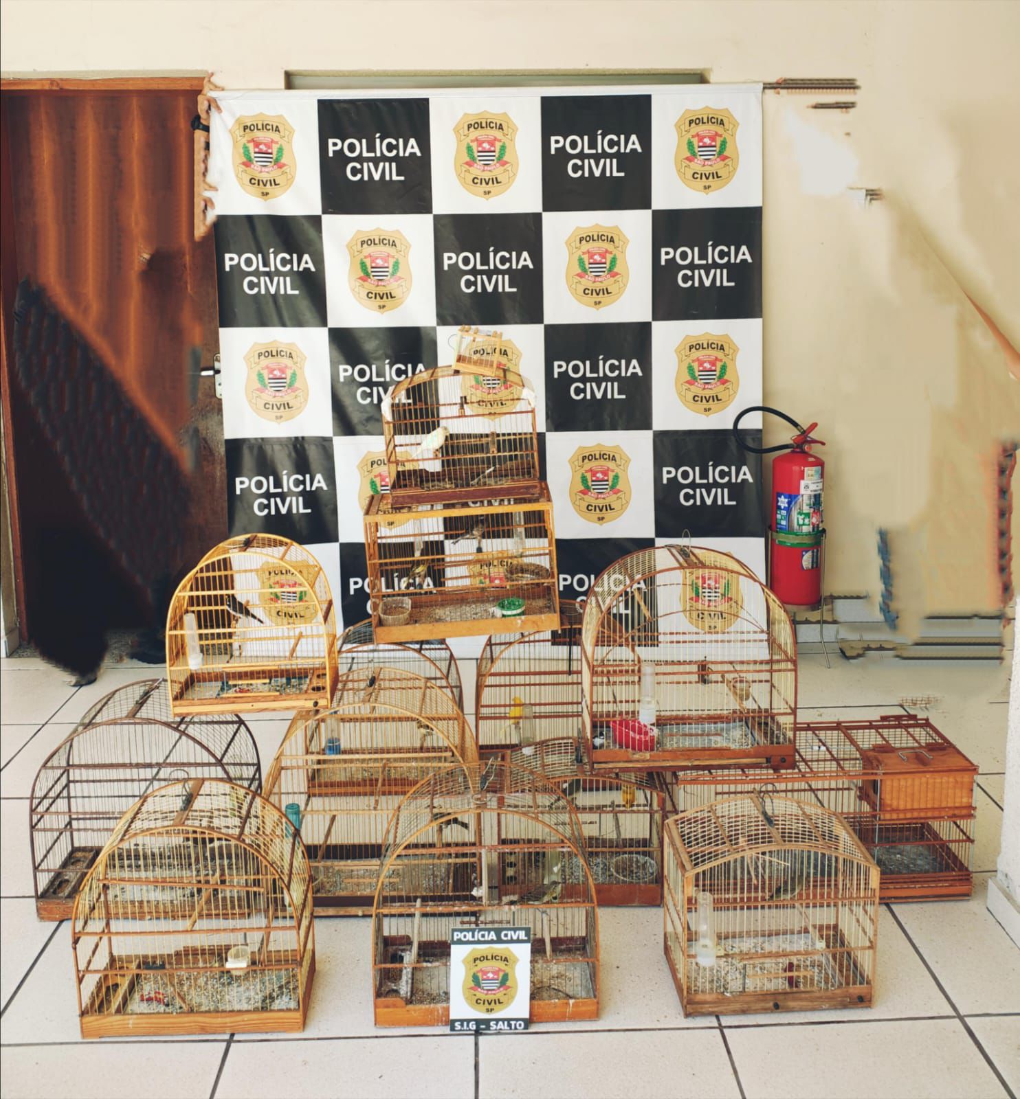 apreens&atilde;o de aves silvestres