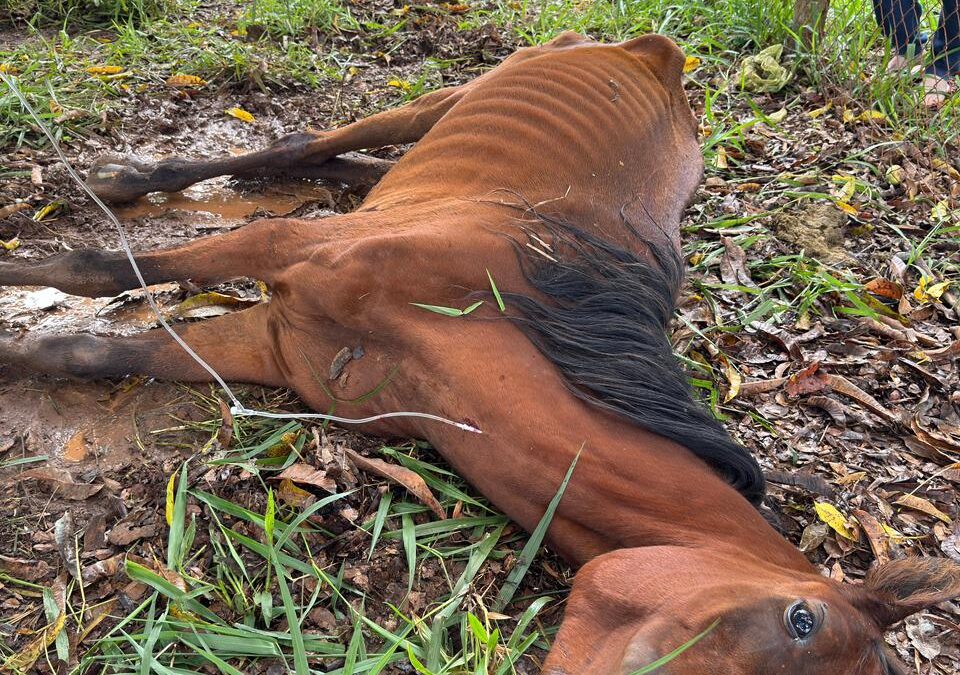 Égua é resgatada em estado grave após denúncia de maus-tratos em Itapetininga