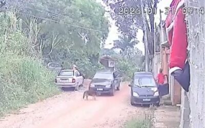 Homem é preso após atropelar cachorro e fugir em Jundiaí