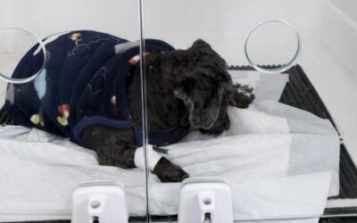 Tutor é levado à delegacia após denúncia de maus-tratos a cão