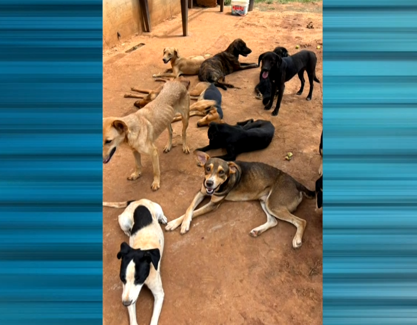 Imagem dos cachorros do casal.