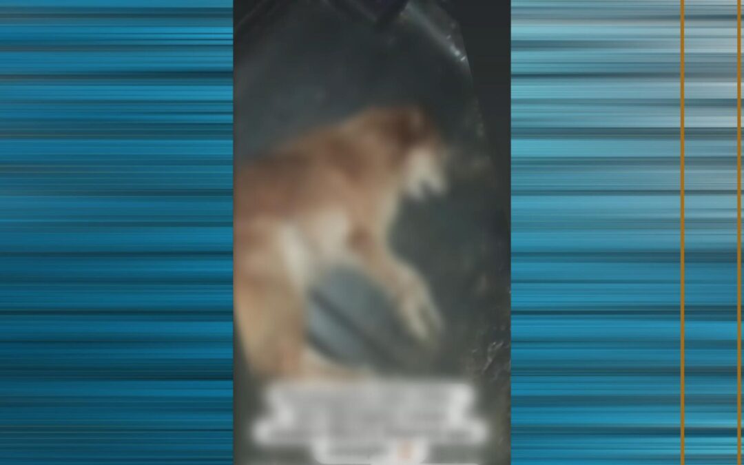 OAB de Porto Feliz quer punição por maus-tratos em caso de cachorro atropelado e jogado em contêiner