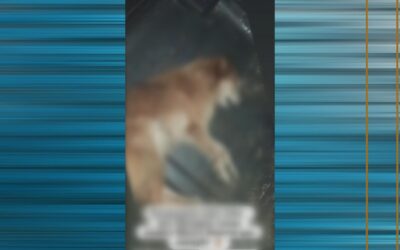 OAB de Porto Feliz quer punição por maus-tratos em caso de cachorro atropelado e jogado em contêiner