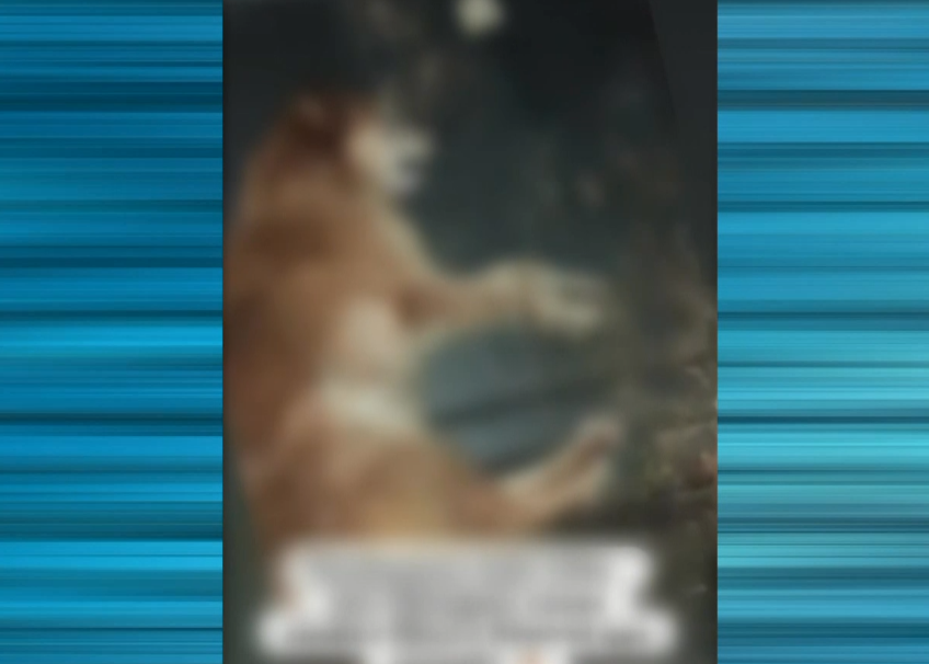 Homem é investigado após atropelar cachorro e jogá-lo em lixeira em Porto Feliz