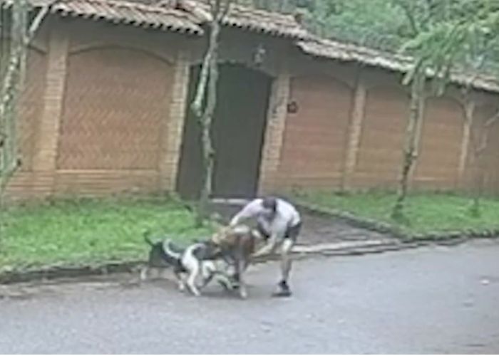 Homem fica ferido ao tentar separar briga de cachorros em Sorocaba