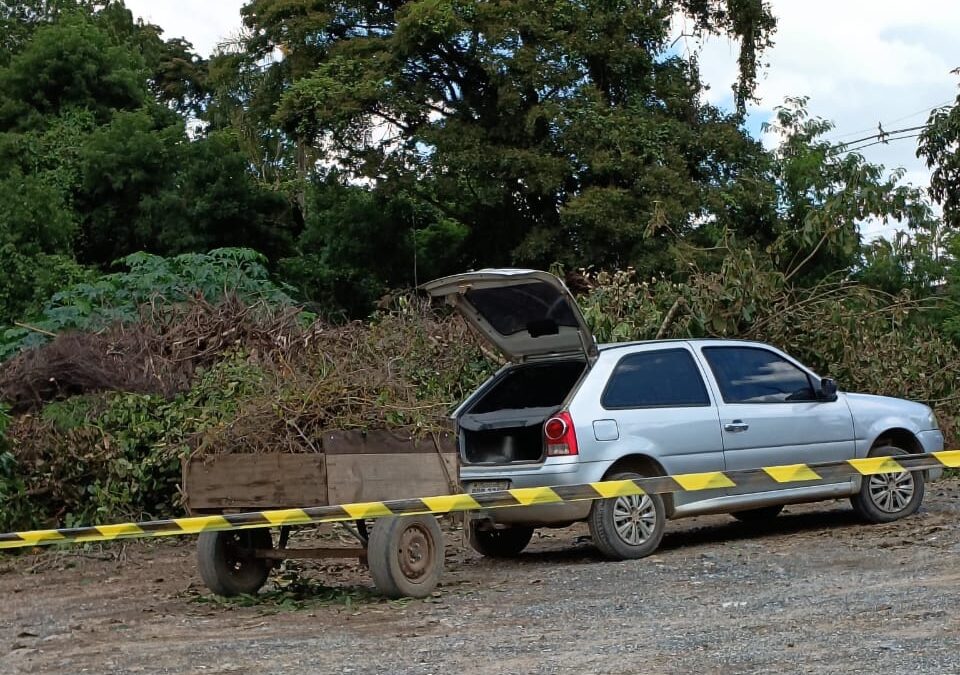 Ataque de abelhas deixa morador ferido e mata cachorra em Salto de Pirapora
