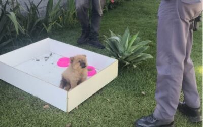 Abandono de filhote é investigado em São Roque