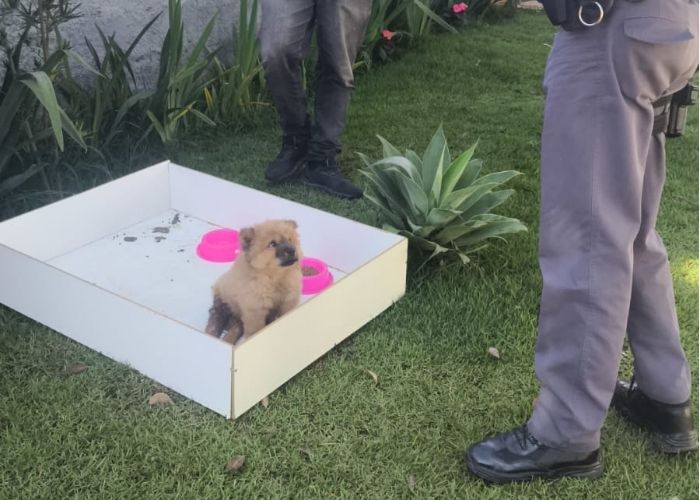 Abandono de filhote é investigado em São Roque