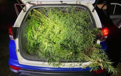 GCM localiza plantação de maconha em área de preservação no Jardim Santa Marina em Sorocaba