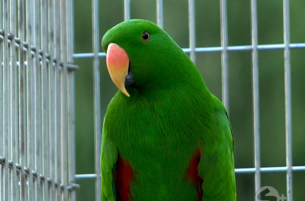 Criadouro em Itapetininga reúne 25 espécies de aves e se destaca na preservação