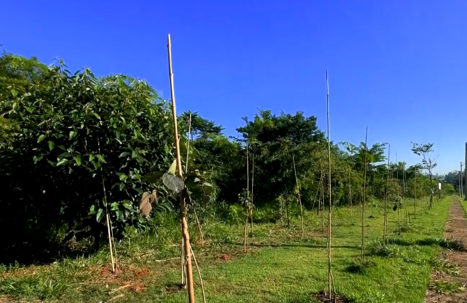 Escoteiros participam do plantio de mais de 100 mudas no bairro Éden, em Sorocaba