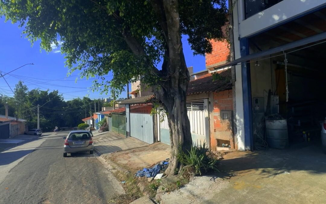 Moradores denunciam risco causado por árvore no Ipanema Ville, em Sorocaba