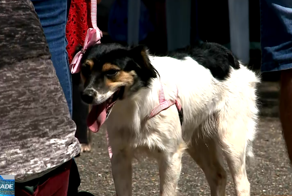Mutirão oferece 5 mil castrações gratuitas em Itapetininga até domingo