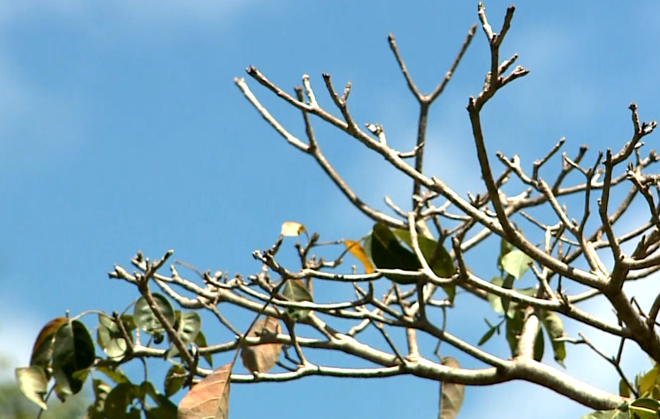 Imagem de galhos secos.