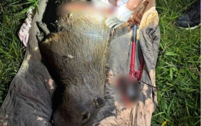 Capivara ferida é capturada e recebe atendimento em Itapetininga