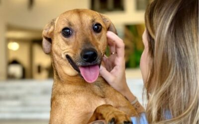 Canal digital recebe denúncias de maus-tratos contra animais em São Paulo