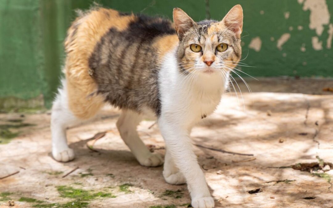Mutirão de castração vai atender cães e gatos no bairro do Retiro, em Jundiaí