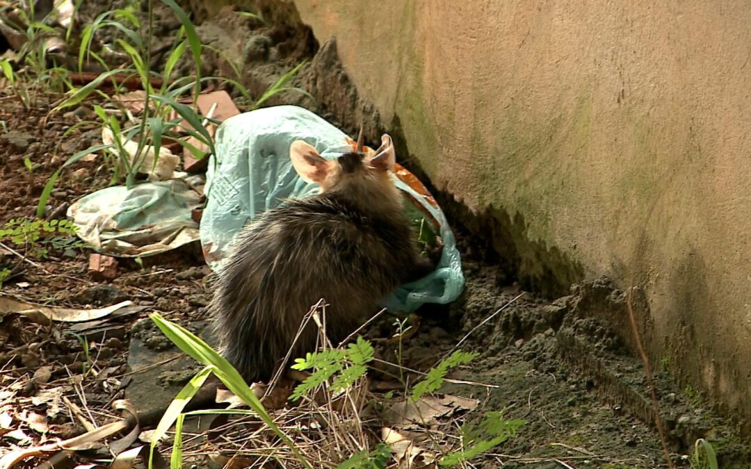 Terreno abandonado com mato alto e escorpiões preocupa moradores na Vila Hortência