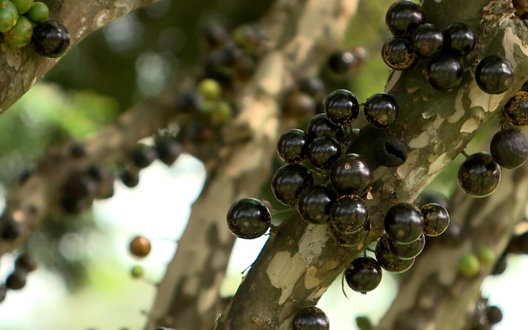 Família de Cerquilho transforma cultivo de jabuticabeiras adultas em negócio para todo o Brasil