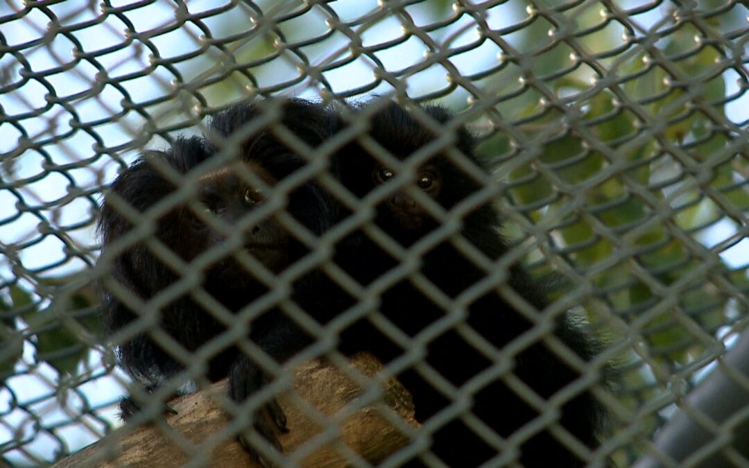 Filhote de mico-leão-preto nasce em Araçoiaba da Serra e reforça conservação da espécie