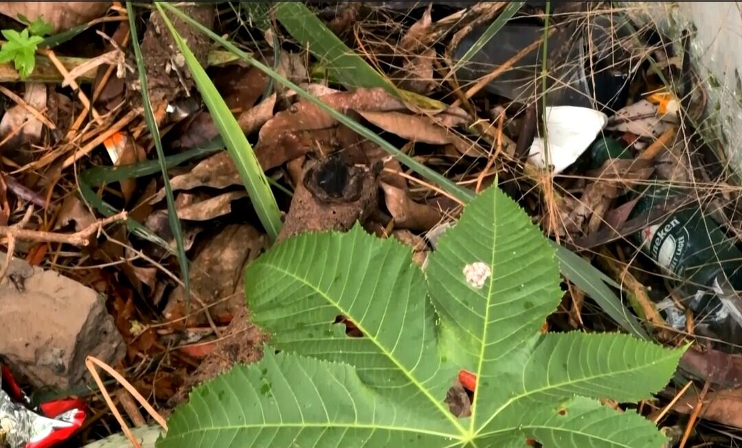 Moradores do Sorocaba Park denunciam abandono de terreno com mato alto e lixo