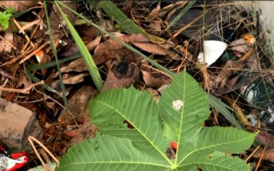 Moradores do Sorocaba Park denunciam abandono de terreno com mato alto e lixo