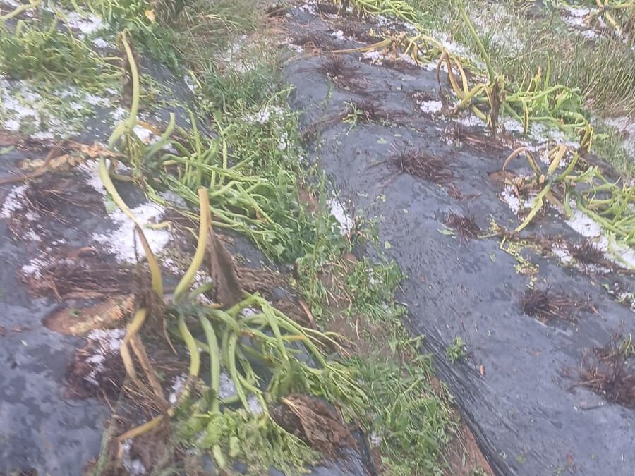 Estado libera crédito emergencial para produtores afetados pela chuva em Ibiúna e Piedade