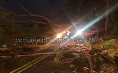Queda de árvore interdita e causa congestionamento em rodovia de Piedade