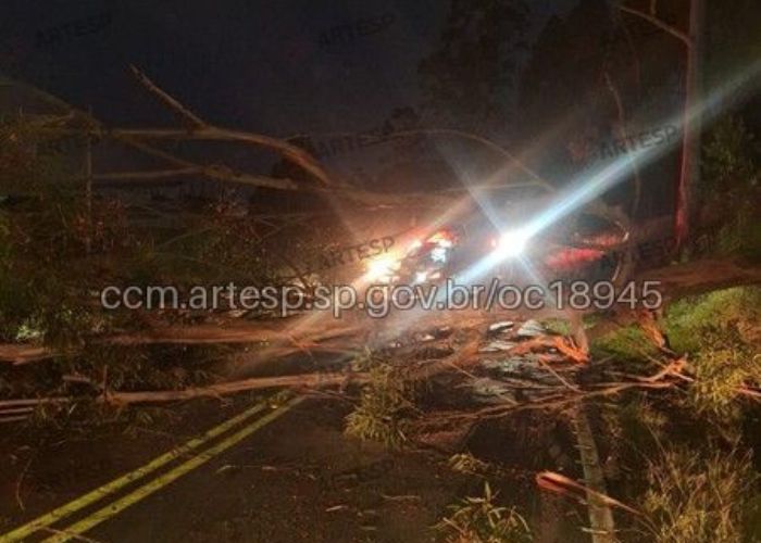 Queda de árvore interdita e causa congestionamento em rodovia de Piedade