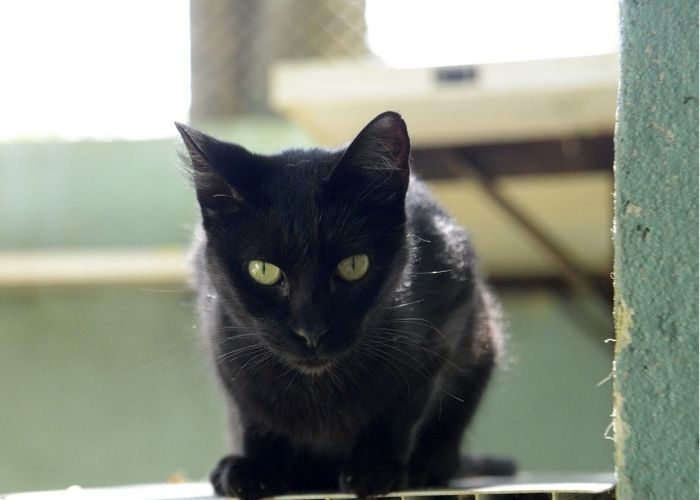 Castração em Jundiaí: mutirão esgota vagas e novas datas são confirmadas