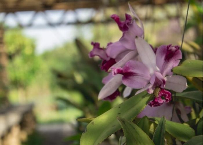 Jardim Botânico de Sorocaba oferece oficina gratuita de cultivo de orquídeas