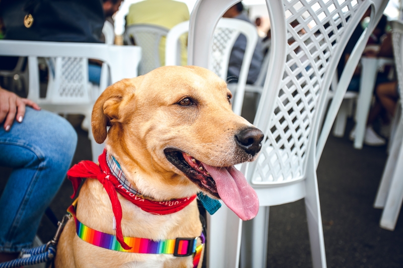 Evento beneficente em Piedade arrecada ração para cães e gatos neste domingo