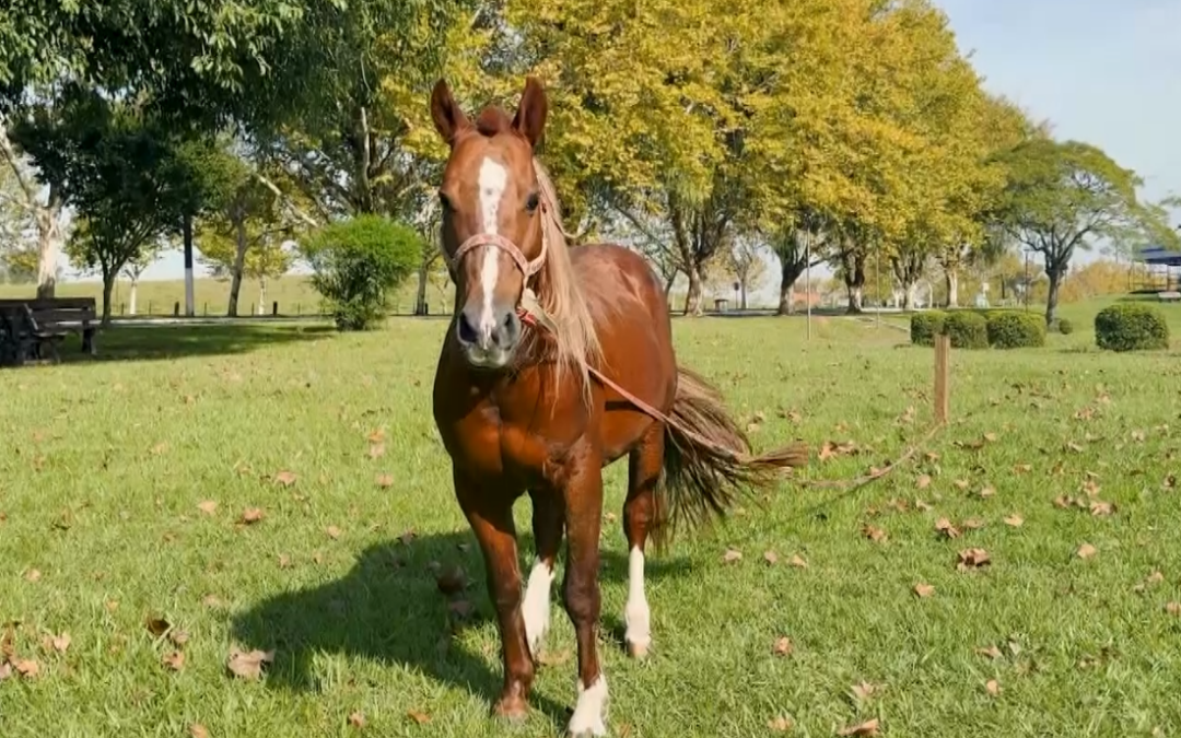 Dois anos após resgate no RS, cavalo Caramelo reencontra veterinários de Sorocaba