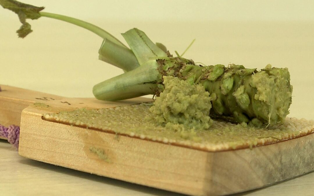 Produção inédita de wasabi no Brasil desafia clima tropical em Pilar do Sul