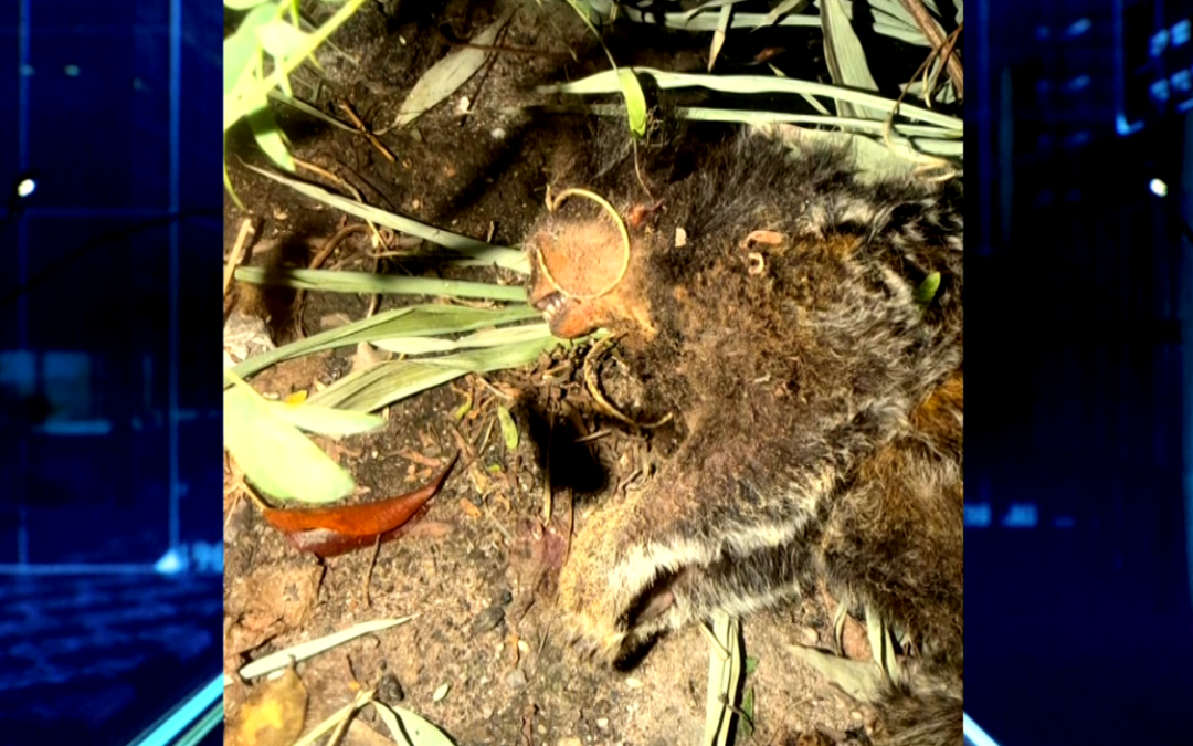 Obras da Marginal do Itanguá: Vereadora pede paralisação após denúncias de morte de animais silvestres