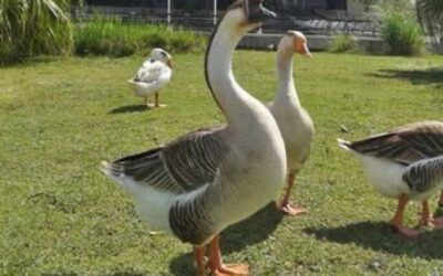 Prefeitura de Sorocaba transfere aves do Parque do Paço após morte de sete patos