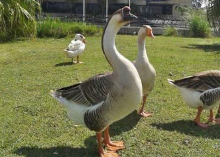 Prefeitura de Sorocaba transfere aves do Parque do Paço após morte de sete patos