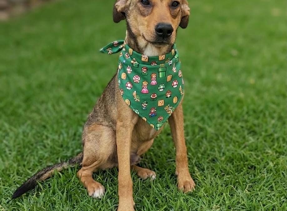 Feira de adoção de cães será realizada neste sábado em Sorocaba