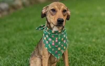 Feira de adoção de cães será realizada neste sábado em Sorocaba