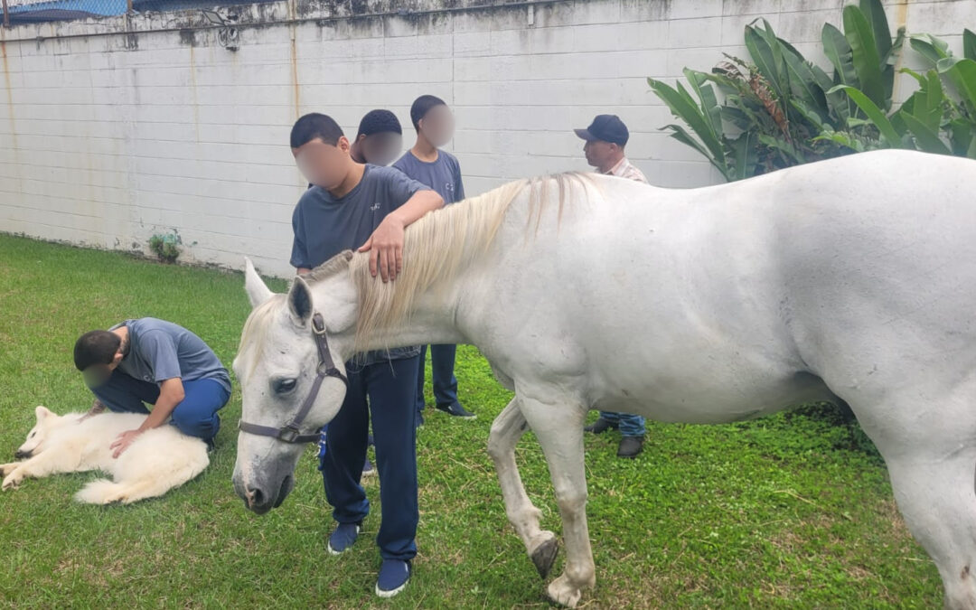 Animais resgatados ajudam adolescentes em medida socioeducativa a desenvolver empatia e habilidades emocionais