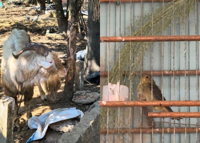 Mais de 60 animais são resgatados em situação de maus-tratos em Salto