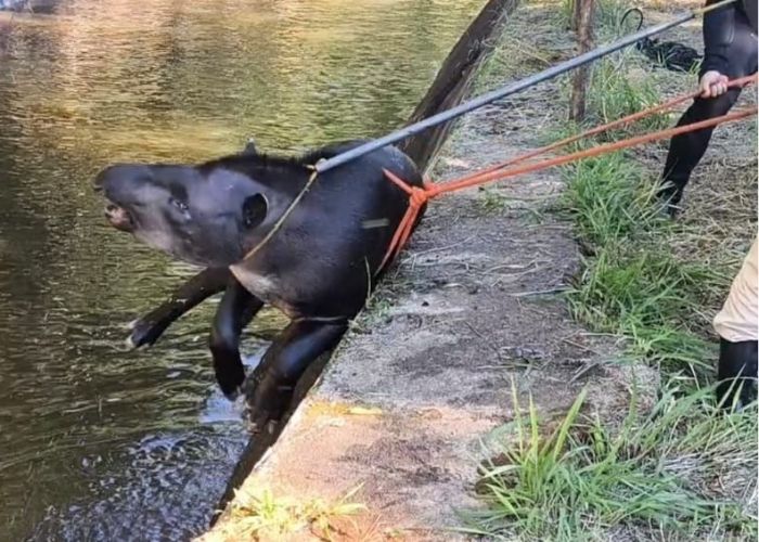 Anta é resgatada por equipes da Polícia Ambiental na Represa do Turvinho em São Miguel Arcanjo
