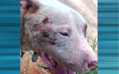 Ministério Público arquiva investigação sobre supostos maus-tratos a pitbull em Sorocaba